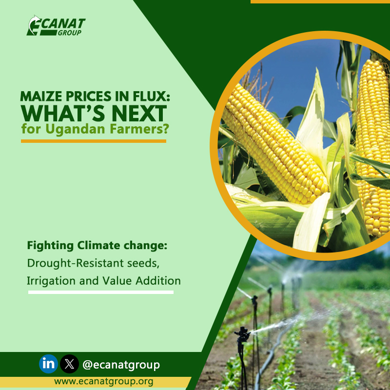 Where Are the Fluctuating Maize Prices Leaving Farmers in Uganda?