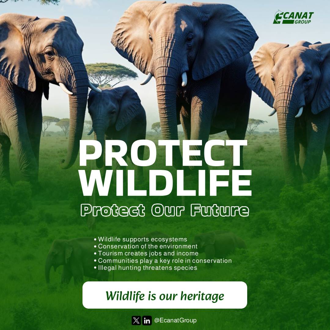 Why We Must Protect Wildlife: Safeguarding Nature for Future Generations